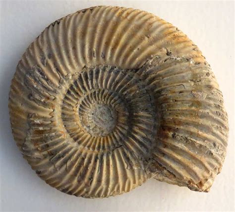 where are ammonite fossils found.